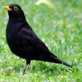 image blackbird-common-blackbird-turdus-merula-male-2-tas-jpg