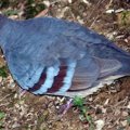 image bleeding-heart-dove-gallicolumba-luzonica-luzon-bleeding-heart-1-ballarat-bird-world-vic-jpg