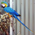 image blue-and-yellow-macaw-ara-ararauna-marigold-1-tasmania-zoo-jpg