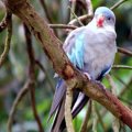 image blue-princess-parrot-polytelis-alexandrae-ballarat-bird-world-vic-jpg