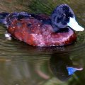 image blue-billed-duck-oxyura-australis-blue-bill-stiff-tail-spinetail-little-musk-duck-male-1-melb-zoo-vic-jpg