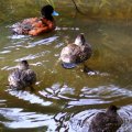 image blue-billed-ducks-oxyura-australis-blue-bill-stiff-tail-spinetail-little-musk-duck-male-with-3-females-2-melb-zoo-vic-jpg