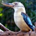 image blue-winged-kookaburra-dacelo-leachii-melb-zoo-vic-jpg