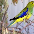 image blue-winged-parrot-blue-banded-parakeet-neophema-chrysostoma-3-tasmania-zoo-jpg