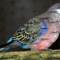 image bourkes-parrot-neophema-bourkii-grass-parakeet-pink-bellied-parakeet-night-parrot-1-female-ballarat-bird-world-vic-jpg