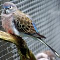 image bourkes-parrot-neophema-bourkii-grass-parakeet-pink-bellied-parakeet-night-parrot-2-male-ballarat-bird-world-vic-jpg