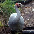 image brolga-grus-rubicunda-native-companion-australian-crane-1-melb-zoo-vic-jpg