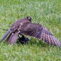 image brown-falcon-falco-berigora-1-tasmanian-devil-conservation-park-tas-jpg