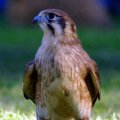 image brown-falcon-falco-berigora-1-healesville-vic-jpg