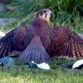 image brown-falcon-falco-berigora-2-healesville-vic-jpg