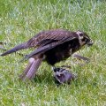 image brown-falcon-falco-berigora-2-tdcp-tas-jpg