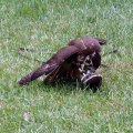 image brown-falcon-falco-berigora-4-tdcp-tas-jpg