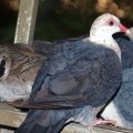 image white-headed-pigeon-columba-leucomela-healesville-vic-jpg