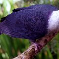 image white-headed-pigeon-columba-leucomela-1-melb-zoo-vic-jpg
