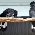 image white-tailed-black-cockatoo-calyptorhynchus-baudinii-baudins-cockatoo-2-female-left-ballarat-bird-world-vic-jpg
