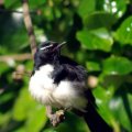 image willie-wagtail-3-mount-gambier-sa-jpg