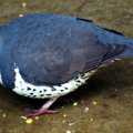 image wonga-pigeon-leucosarcia-melanoleuca-1-melb-zoo-vic-jpg