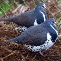 image wonga-pigeon-leucosarcia-melanoleuca-3-kyabram-fauna-park-vic-jpg