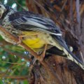 image yellow-wattlebird-tasmanian-wattlebird-long-wattlebird-anthochaera-paradoxa-3-white-beach-tas-jpg
