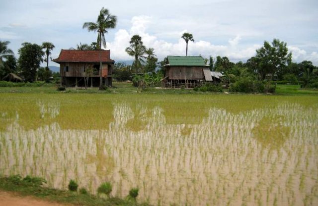 image 072-newly-planted-rice-paddy-jpg