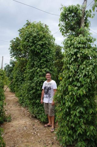 image 141-pepper-plantation-kampong-trach-district-jpg
