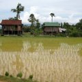 image 072-newly-planted-rice-paddy-jpg
