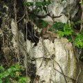 image 077-cavortiing-monkeys-near-cave-jpg