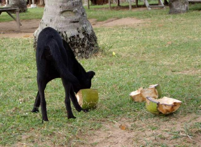 image 070-vegetarian-dog-eating-coconut-jpg