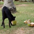 image 070-vegetarian-dog-eating-coconut-jpg