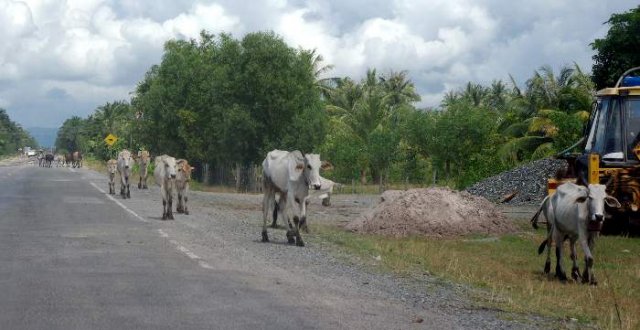 image 002-cattle-on-the-move-jpg