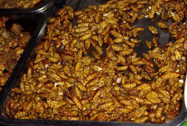 image 062-local-delicacy-at-the-night-market-roasted-grubs-sihanoukville-jpg