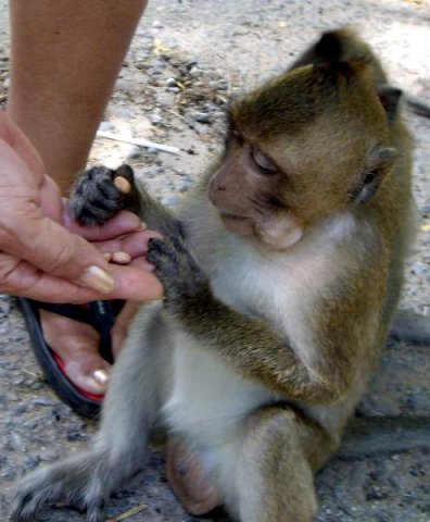 image 083b-feeding-monkeys-near-independence-beach-sihanoukville-jpg