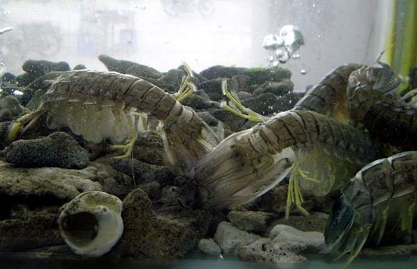 image 120-live-mantis-shrimps-in-a-tank-at-yi-sang-restaurant-phnom-penh-jpg