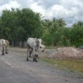 image 002-cattle-on-the-move-jpg