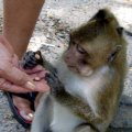 image 083b-feeding-monkeys-near-independence-beach-sihanoukville-jpg