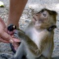 image 083c-feeding-monkeys-near-independence-beach-sihanoukville-jpg