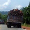 image 097-truck-laden-with-palm-nuts-national-highway-4-jpg