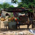 image 108-roadside-stall-selling-jars-of-pickles-and-calabash-bottle-gourd-drink-containers-jpg