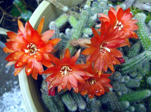 image echinopsis-chamaecereus-sylvestri-peanut-cactus-jpg