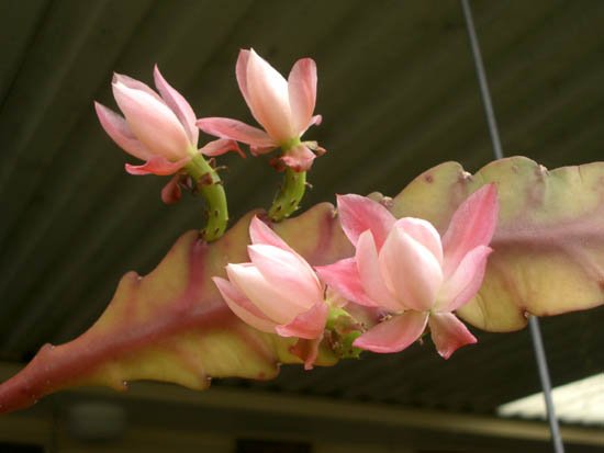 image epiphyllum-deutche-kaiserin-1-jpg