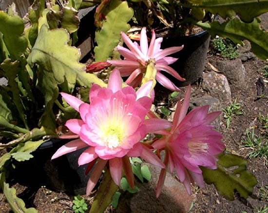image epiphyllum-pink-blooms-jpg