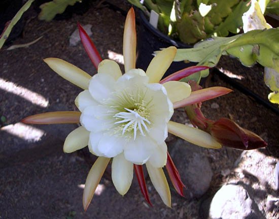 image epiphyllum-white-1-jpg