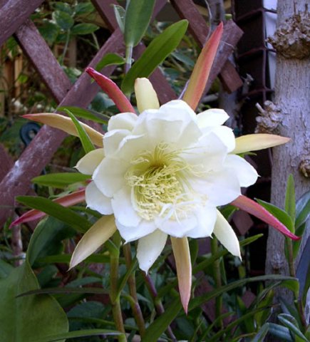 image epiphyllum-white-2-jpg