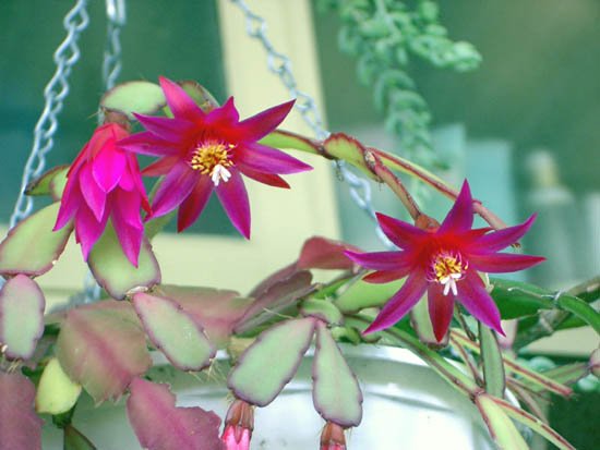 image hatiora-gaertneri-christmas-cactus-deep-pink-1-jpg