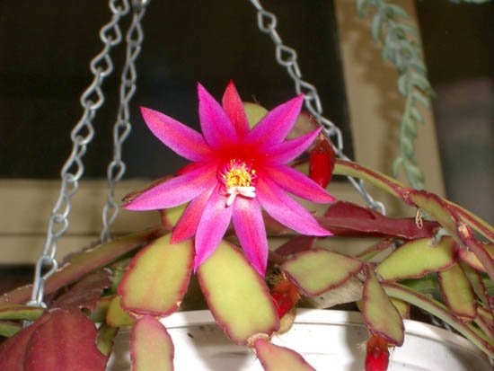image hatiora-gaertneri-christmas-cactus-deep-pink-2-jpg