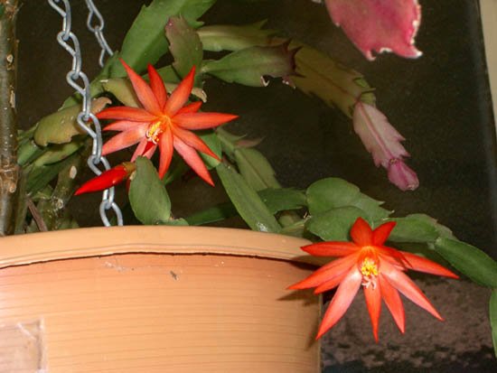 image hatiora-gaertneri-christmas-cactus-orange-jpg