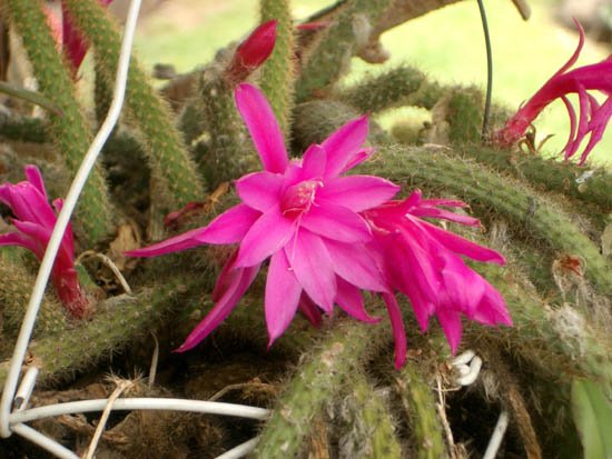 image ratstail-cactus-aporocactus-flagelliformis-jpg