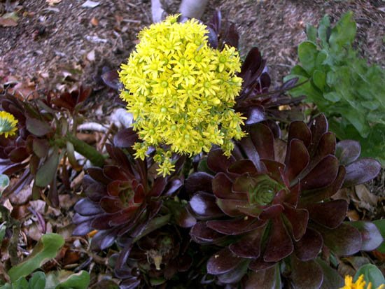 image succulent-aeonium-arboreum-nigrum-zwartkop-jpg