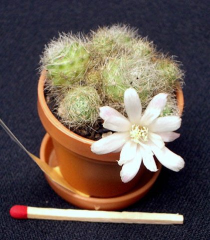 image mini-cactus-1-jpg