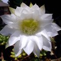 image echinocereus-hybrid-4-jpg
